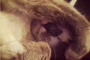 chat pate sur la tete