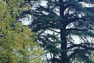 arbres dans parc