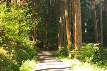 ballade au milieu des arbres