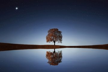 arbre-de-deuil