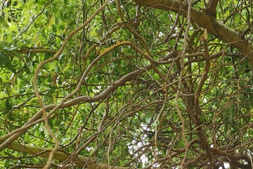 branche arbre noueux